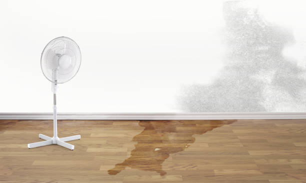 Best Water damage contractors near me  in Sparta, IL